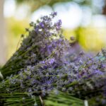 lavande pour maison qui sent bon